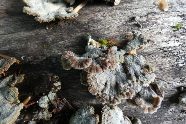 Leben wächst aus totem Holz