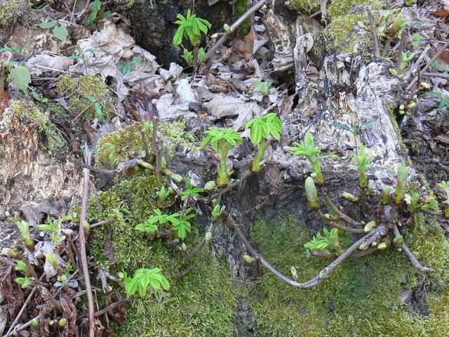 Neue triebe aus altem Baumstumpf