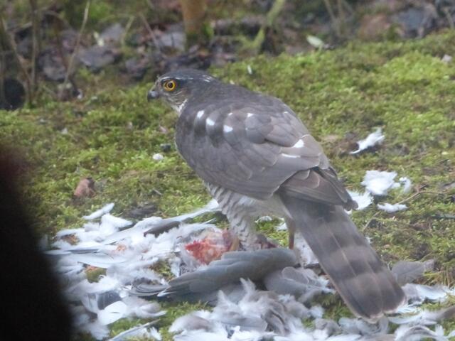 Auch das ist macht der natur. Sperber mit Beute