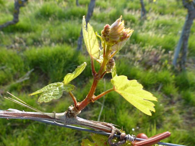 Blütenknospe des Weinstocks