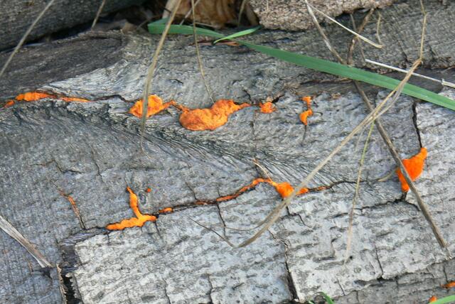 Hier quillt das leben noch einmal aus Totholz