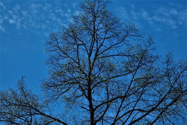 Eine dichte Laubkrone wird geboren