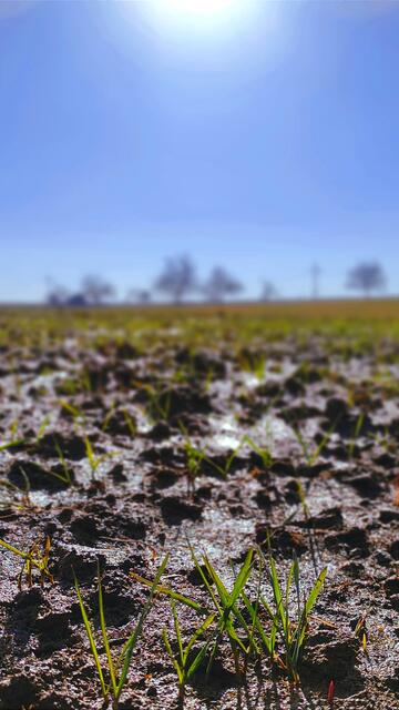 Die Halme sprießen aus der Erde