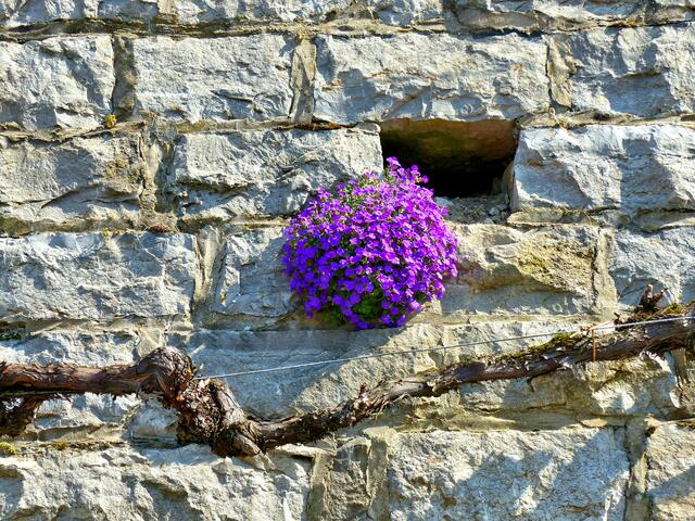 Blaukissen an einer Weinbergmauer