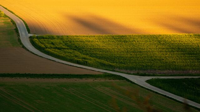 Rapsfeld im Jagsttal zwischen Neudenau und Herbolzheim