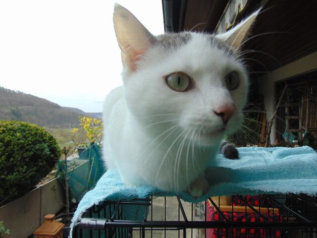 Milly genießt die Aussicht vom Käfig oben aus.