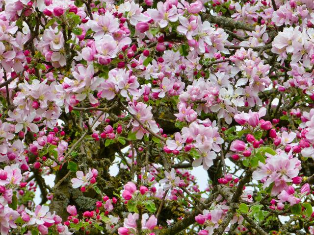 Blütenpracht eines alten Apfelbaumes