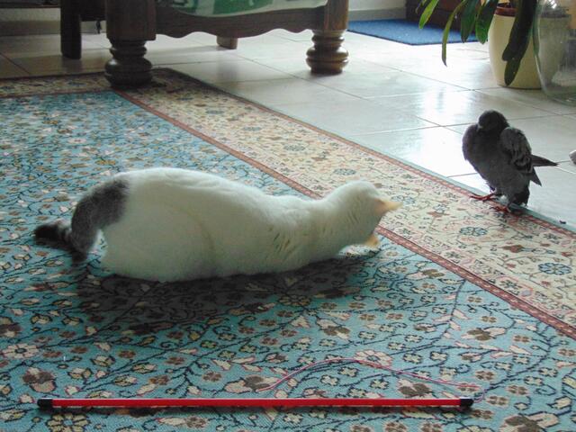 ... jetzt versucht sie ihn zum Spielen zu animieren.