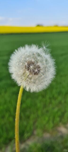 Pusteblume