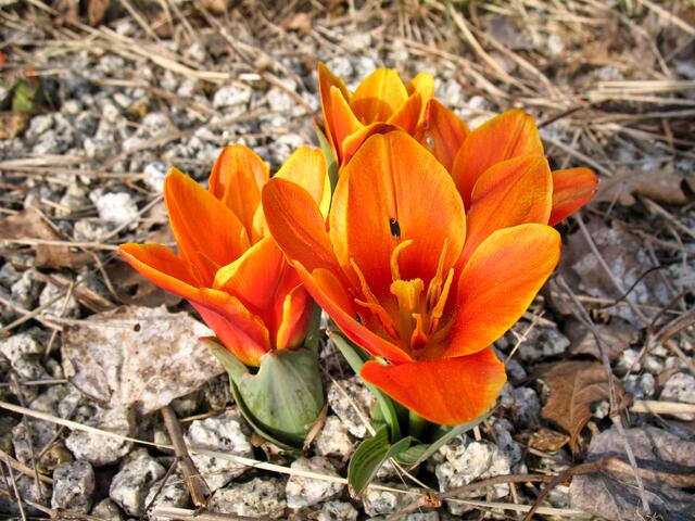 Im Frühling sind auch Steine kein Problem
