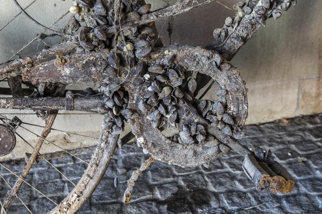 Ein mit Muscheln besetztes Fahrrad, das längere Zeit im Wasser lag.