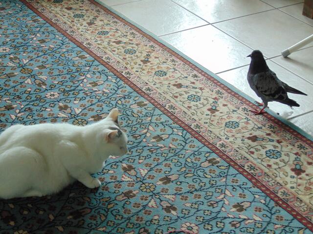 Philipp, der Täuber ist von meiner Schulter auf den Boden in unmittelbarer Nähe von Milly geflogen.