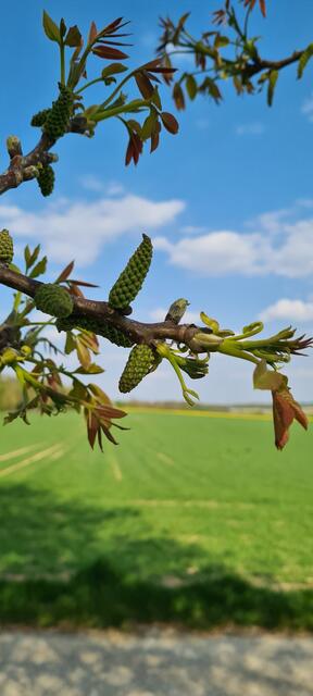 Frühling ist einzigartig