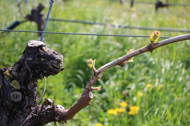 alter Weinstock mit jungem Austrieb