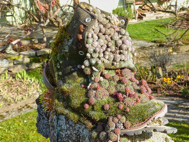 Alter Schuh, orginelles Planzgefäß