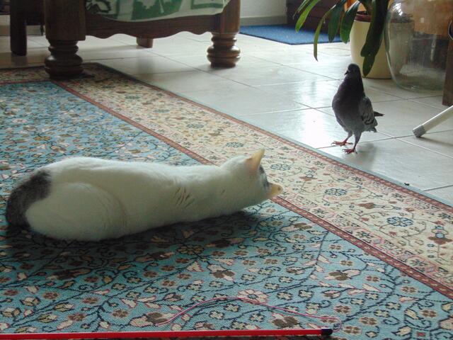 "Hey, Philipp, was ist? Ich unterwerfe mich doch schon!"