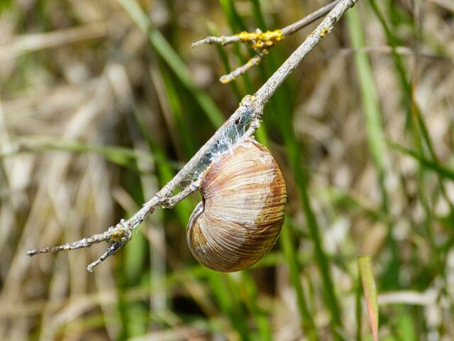 Was sucht die Weinbergschnecke an diesem Ast?