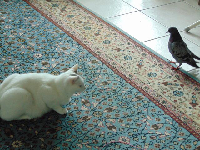 Alles scheint friedlich abzulaufen ...