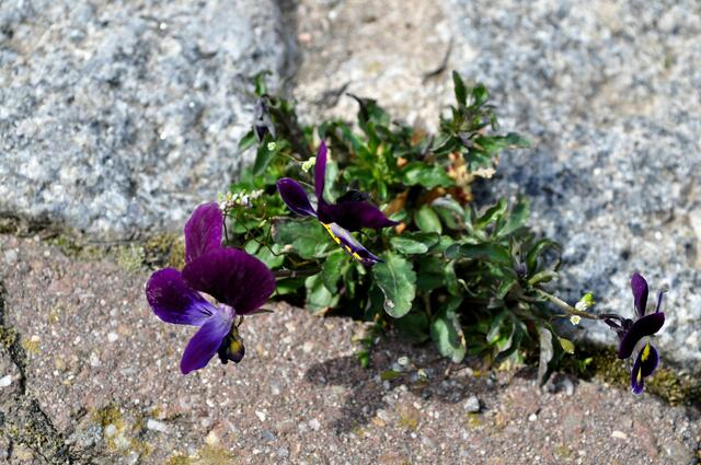 Hornveilchen in einer Ritze auf dem Gehweg