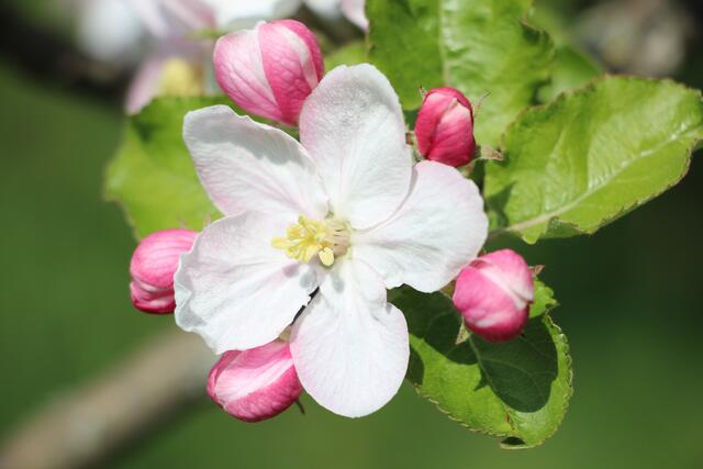 Apfelblüte bringt Frucht...