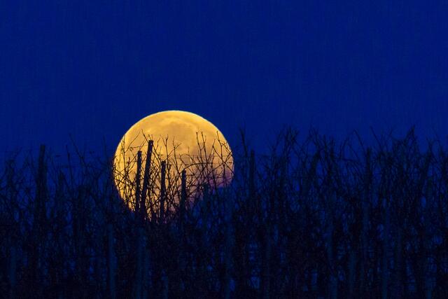 Blutmond hinter'm Weinberg