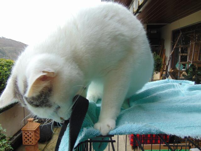 Hier hat sie den Gurt von meiner Kamera entdeckt. Der ist viiieeel interessanter als die Taube.