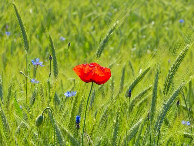 Einsam im Weizenfeld
