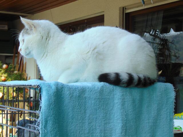 Milly denkt nicht dran mit den Pfoten mit ausgefahrenen Krallen durch die Gitterstäbe den Philipp zu attackieren.