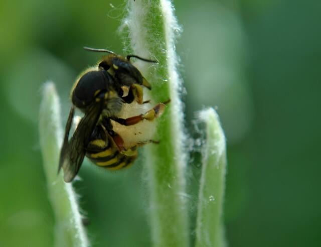 Wollbiene bei der Arbeit