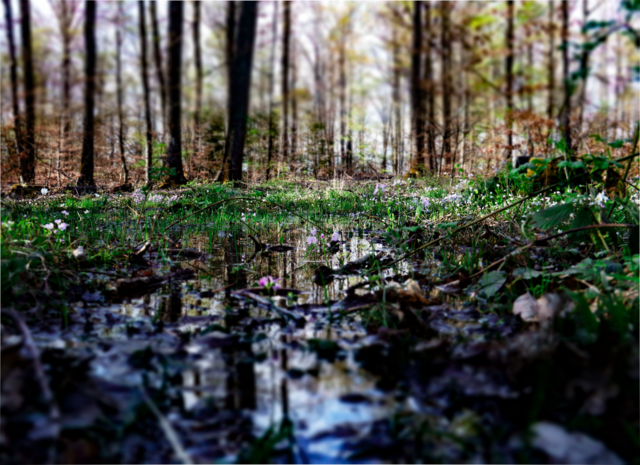 Sumpiger Wald, am Steinbruch.