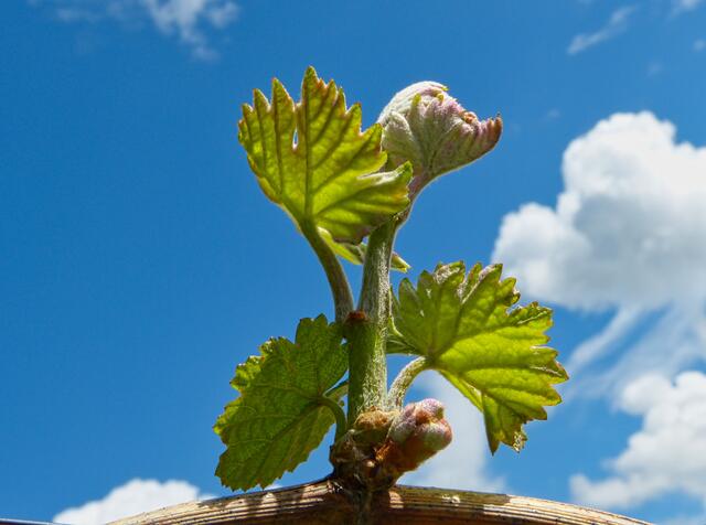 Im Weinberg erwacht neues Leben