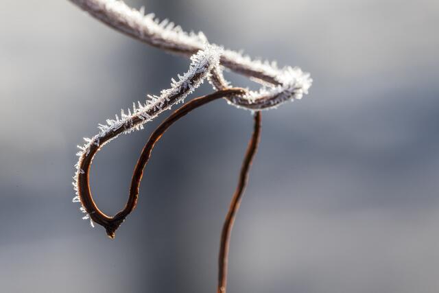 Trieb am Rebstock in einer Weinbergzeile
