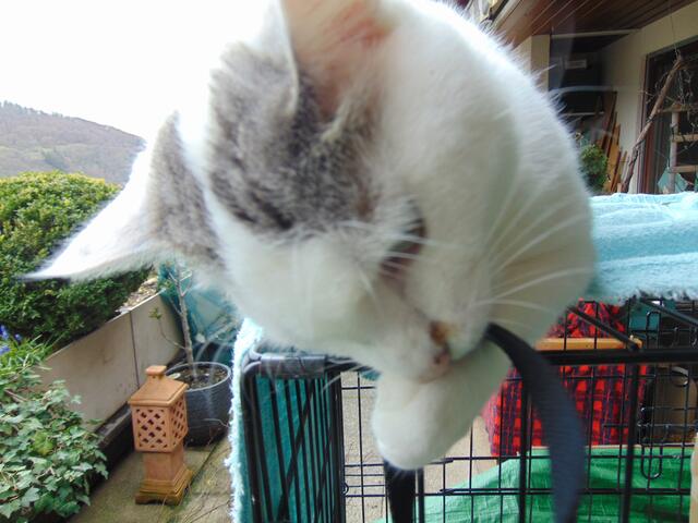 Hier spielt sie mit dem Gurt von meiner Kamera