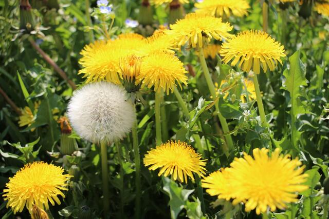 Viele, viele Löwenzahn
