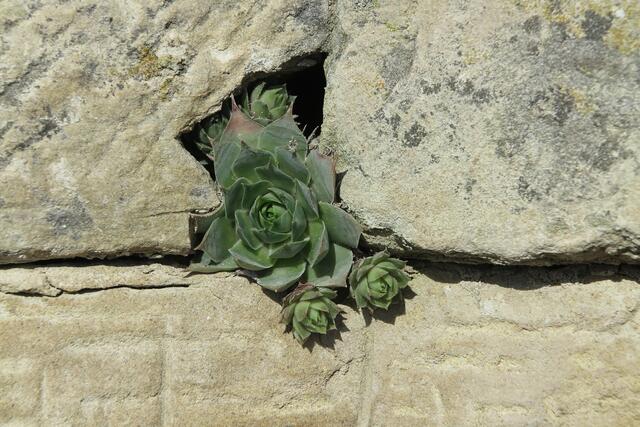 Blume wächst aus Mauerspalte