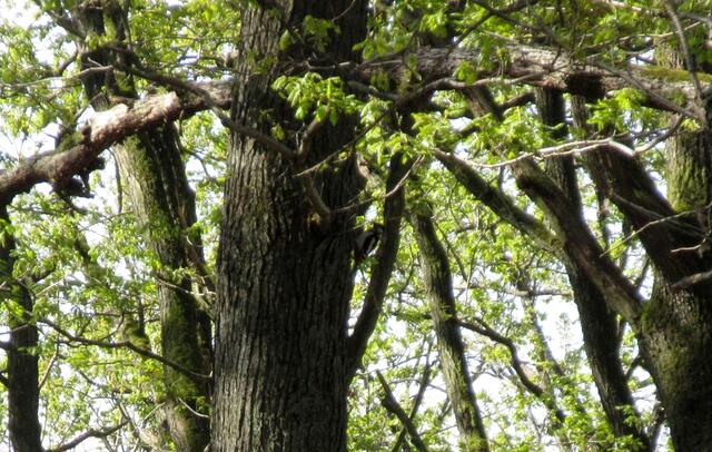 Wer findet den Klopfer im Baum?