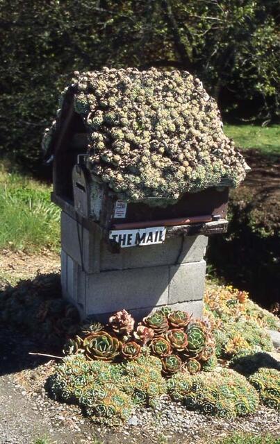 bewachsenes Briefkastendach (außer Konkurrenz)