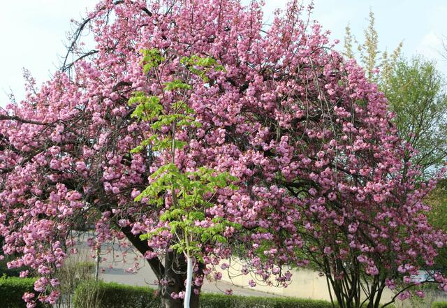 Junger Kastanienbaum vor alter Zierkirsche
