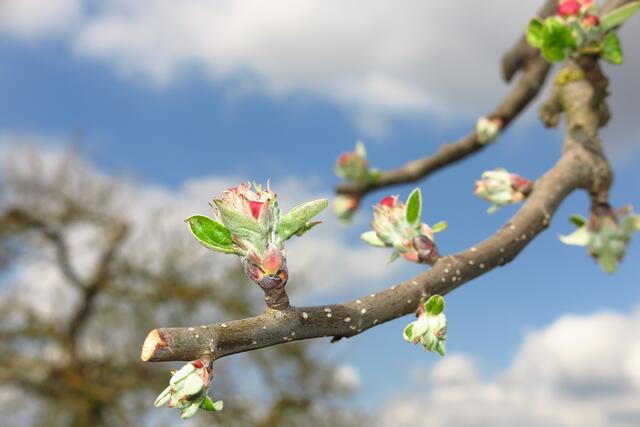 Knospen treiben aus