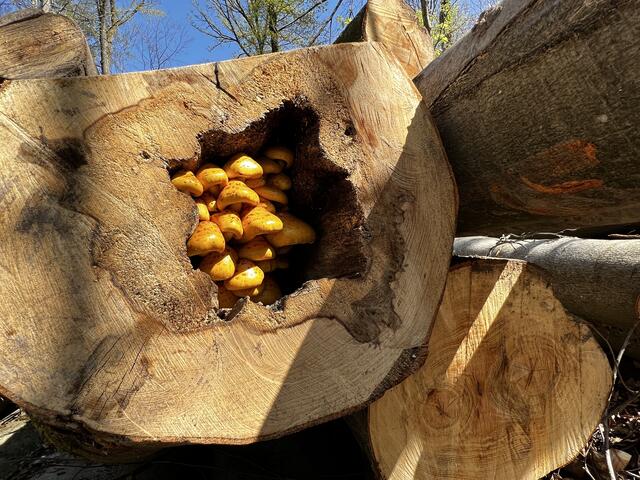 Die Sonne beleuchtet den Untermieter...