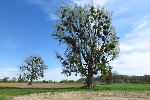 Mistelzweige besetzen Bäume am Neckar bei Offenau