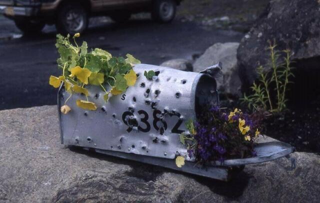 es sprießt aus dem als Zielscheibe genutzten Briefkasten (außer Konkurrenz)