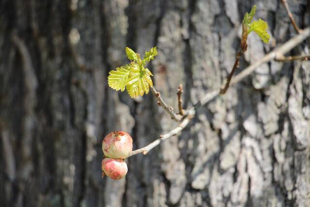 Was schlüpft hier wohl raus?