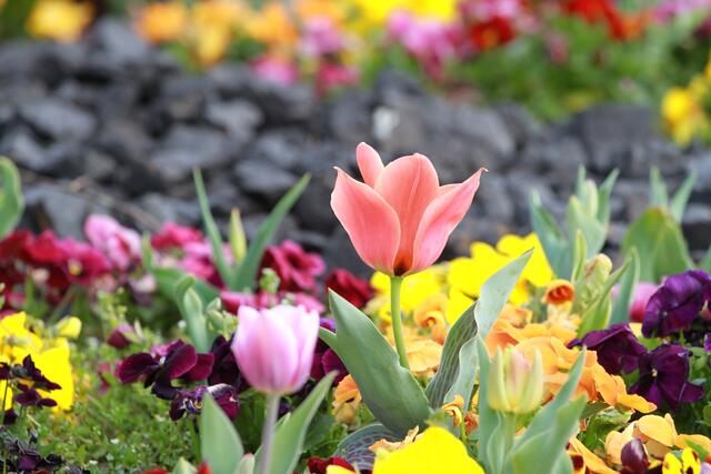 Der Frühling lässt die Blumen erblühen