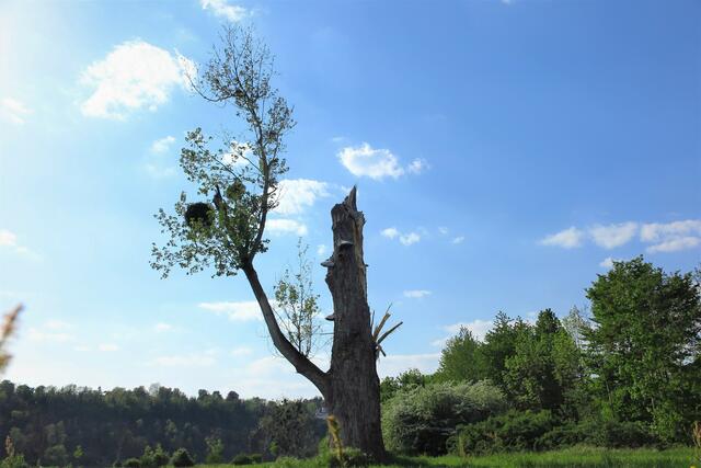 Abgebrochener Baum gibt sich nicht auf, am Neckar bei Offenau
