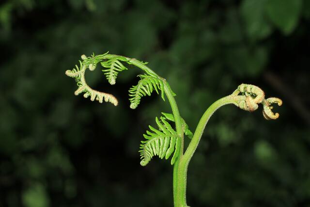 Junger Fahr entfaltet sich