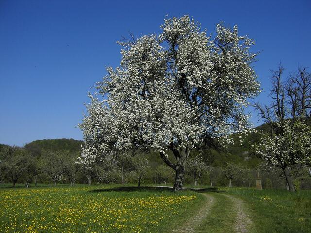 Blühender Baum bei Binswangen