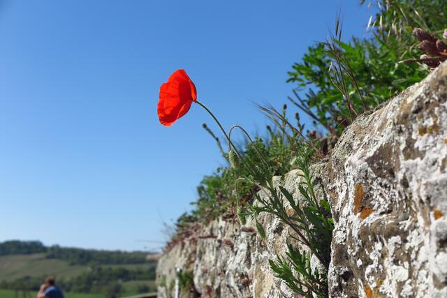 Mohn wächst aus Mauerspalte