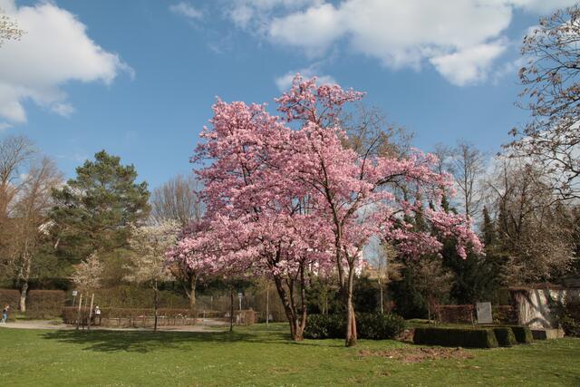 Blühender Baum im Wertwiesenpark