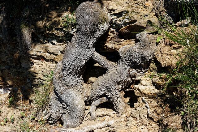 Der Junge auf der Eidechse